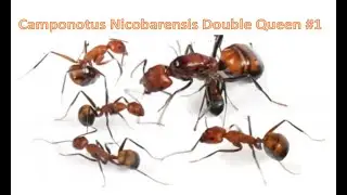 Camponotus Nicobarensis Double Queen #1 - Moving the colony to a new home!