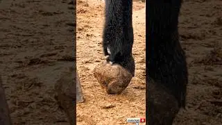 Farrier Asmr. #trim #hoof #horse  #donkey  #satisfying  #farrier