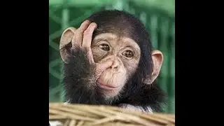 Monkey Cuddles: Too Cute to Handle! #MonkeyCuddles #AdorableAnimals #AnimalLove #CuteAnimals #yt
