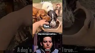 Sad dog moments 💔 A Dog&rsquo;s Love, A Short Goodbye. #dog #emotional #shorts