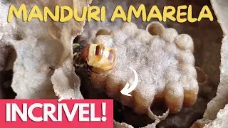 Abelha Manduri-amarela: Por que criar no Meliponário? Protege contra abelha limão?