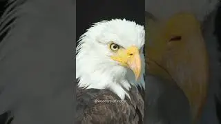 Predator or escape animal - The pupils  #naturelovers #animalshorts #predators