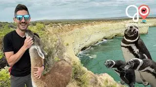 Puerto Madryn Gone Wild | Top 3 Tours & Excursions