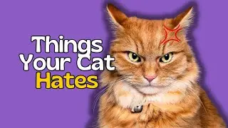 Top 10 Things Cats Hate &ndash; Avoid These for a Happier Kitty