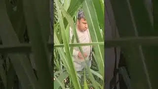 Maralfalfa ailesinin en gelişmiş t&uuml;rlerinden biri olan s&uuml;per napier packhong 1
