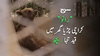 Karachi Zoo Continues to Fail its Inhabitants: The Case of&nbsp;Rano&nbsp;the&nbsp;Bear