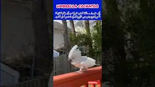 umbrella cockatoo #mzstrends #wildlifephotography #trending #naturephotography #foryou #birds
