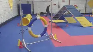 Matcha the Silken Windhound running agility.