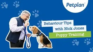 Petplan: Behaviour Tips - Puppy Training with Pet Expert, Nick Jones
