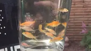7 Week Old Koi Fry ~ Moving Day Into A Bigger Pond ~ Part 6 ~ Minnesota Koi pond