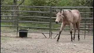 SOLD '09 Buckskin gelding by ONLY IN THE MOONLITE
