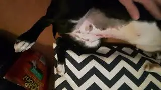 Puppy after Spay Surgery!❤🐶🐕💋 Incision!🧑&zwj;⚕️ #Hera #puppy #dog #BostonTerrier #vet #spay #surgery