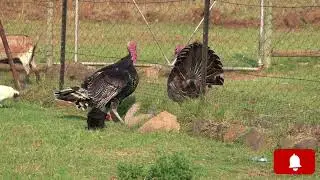 Turkey Bird Male and Female Sounds 😍&hearts;️ || Turkey Calling || Wild Turkey || Animals and Birds Mania ]