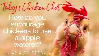 How to get your chickens used to chicken nipple waterers!