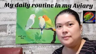 My daily routine in my Aviary