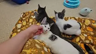 Shelter Kittens Take Break From Fighting Blanket Monster to Make Biscuits and Be Weird! [REAL]