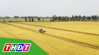 Gi&aacute; gạo xuất khẩu giảm 5 USD/tấn | THDT