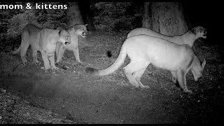 A mountain lion family visits a recent scrape by a male lion