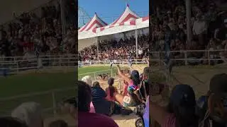 Pig Racing Goes HARD #ocfair #pigracing #orangecountyfair