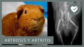 🦴 ARTROSIS Y ARTRITIS EN COBAYAS 🐹 Qué son, causas, síntomas, prevención...