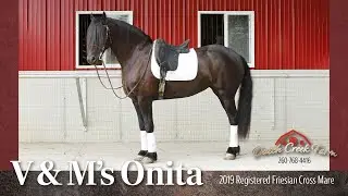 SOLD 2019 Registered FBH Friesian Cross Mare | Dressage, Combined Driving Prospect