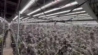 blooming stage led grow light 1200w in USA farms