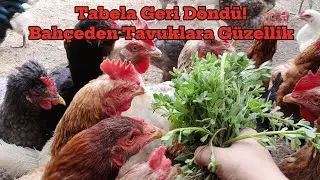 TABELA YERİNE DÖNDÜ! | TAVUKLARA BAHÇEDEN SÜPRİZ 🐓