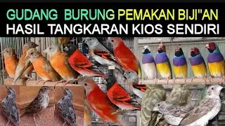 ✅ REVIEW HARGA BURUNG PEMAKAN BIJI