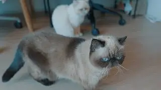 猫さん達の朝ごはんの風景