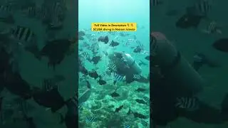 SCUBA diving in Netrani Islands, Murdeshwar