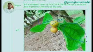 कुचला: आयुर्वेद में एक शक्तिशाली लेकिन जहरीली औषधि​कुचला (Strychnos nux-vomica)