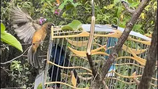 Entrei no Território De Sete AZULÃO e de não ACREDITAR veja que Incrível 😱