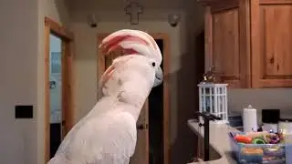 Max Isn't Happy That Alexa Whistled At Him