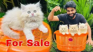 Persian cats for sale | Semi punch persian cat | Cats for sale | Persian cats for life | Persian cat