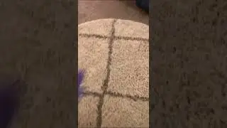 🤢 When you find a bug in your rug&hellip;#bugs #beetles #rug #carpet #insect #teirnanmccorkell #clean