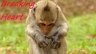 Million Heart See Hand Baby Janet Monkey Like This | Pity Janet Painful and Hungry | Monkey Crying