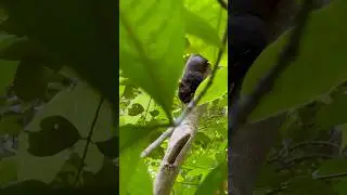 Pallas's squirrel (Callosciurus erythraeus), also known as the red-bellied tree squirrel.....(P3)