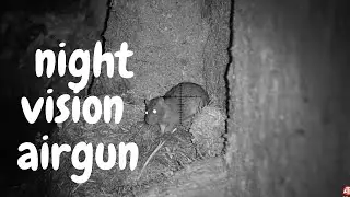 Air Rifle Rat Pest Control (scope cam)