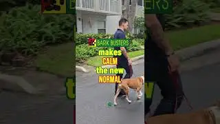 Build Calm Walking Habits with Your Dog for a Better Bond #DogTraining #BarkBusters