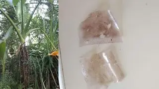 Bioplastics from Giant Taro Corm (Video Presentation) | Capstone Research Video Presentation