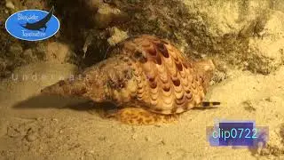 0722_Big Triton Trumpet snail moving over sand. HD Underwater Royalty Free Stock Footage.