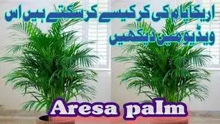 areca palm complete caretip caretips || how to save and water ar&bull;&bull;&bull;