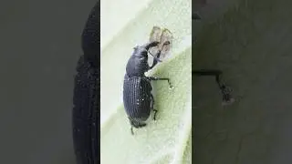 Magdalis ruficornis weevil dancing