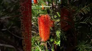 #hikedreams #aussiebush #hikingpaths #hiking  #hikingtrails
