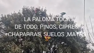 SUELTA FINAL CONCURSO MES ENERO 