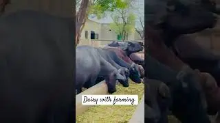 Dairy farming videos, for fun and entertainment only. #dairyfarming#dudhutpadakshetkari#milkfarming