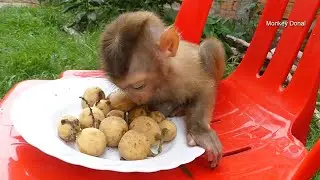 When Donal Hungry After Play With Kitty Cat