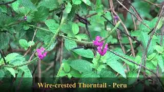 Wire crested Thorntail   Peru