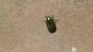 Gr&auml;sgr&ouml;n guldbagge flyger iv&auml;g