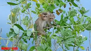 Family Monkey Kako |  Baby Luna And Baby Nina Happy Playing Out Side On Tree
